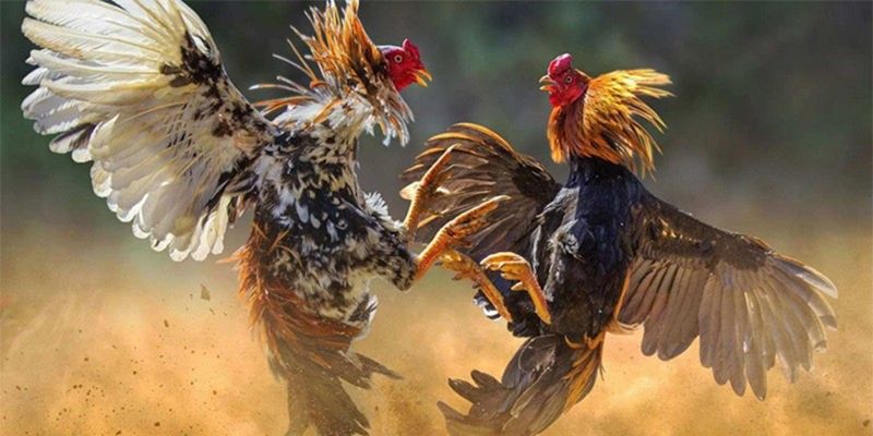 Giới thiệu game đá gà đòn thomo tại Typhu88